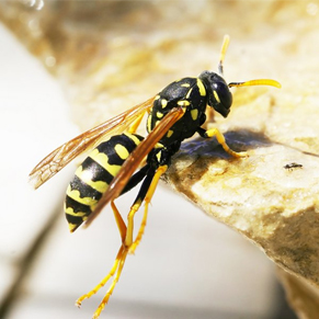 Wasps & Carpenter Bees